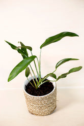 Epipremnum silvaticum "common form"